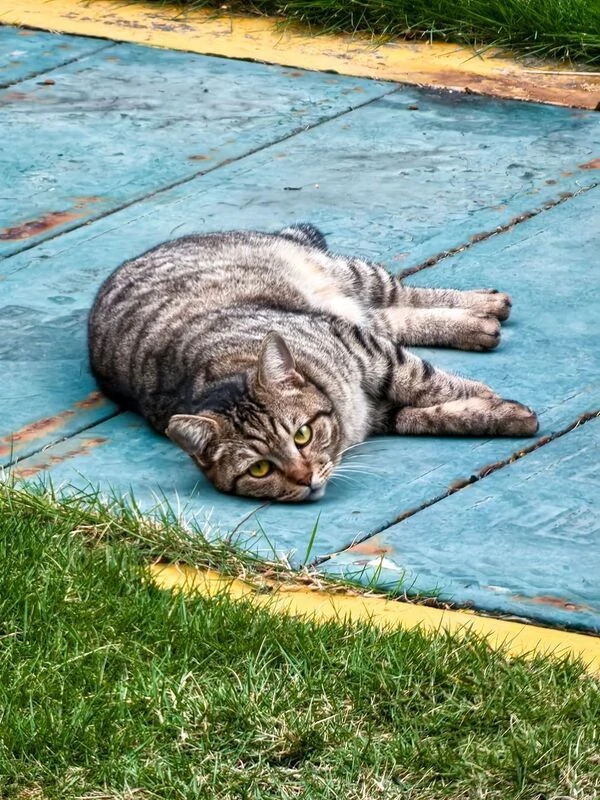 Cats